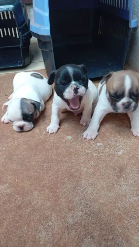 Filhote de buldogue francês