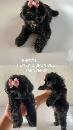 Shitzu fêmea disponível para venda 
