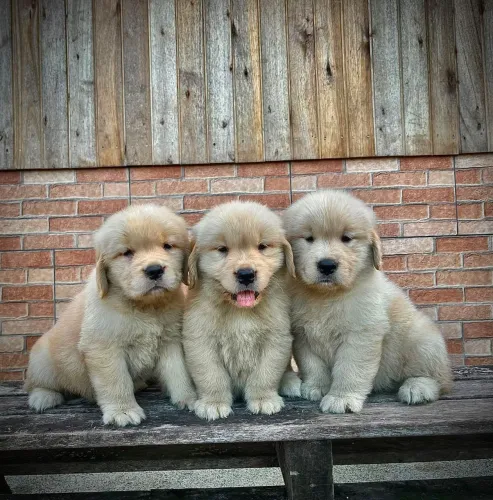 Filhote Golden Retriever 