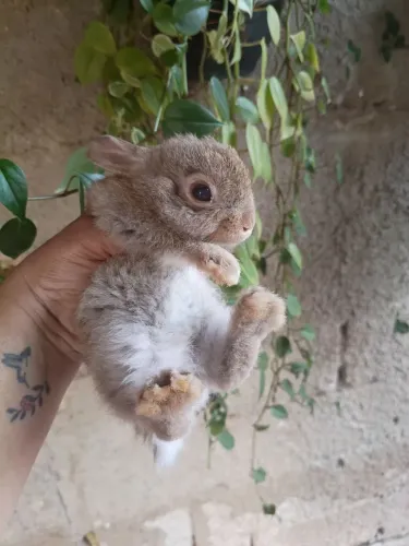 Mine coelhinho