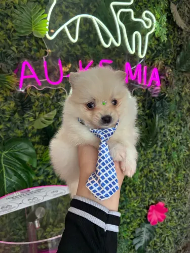 Spitz alemão ! Machinho belíssimo