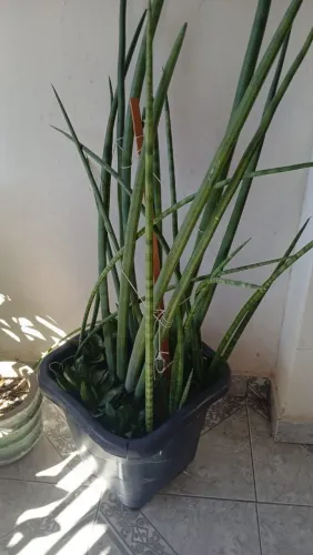 Planta