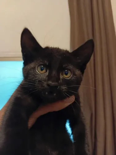 Gatinhos pra adoção