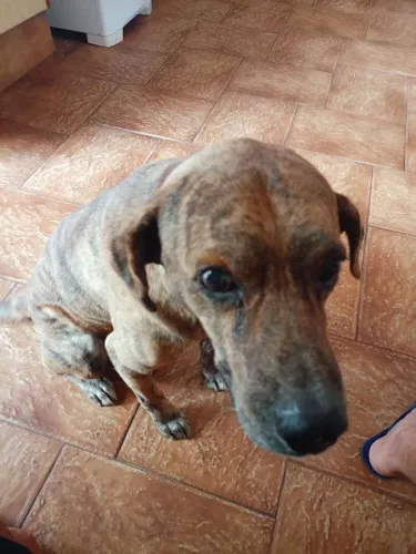 Doa se um lindo cão amável o Sr. Tigrão.