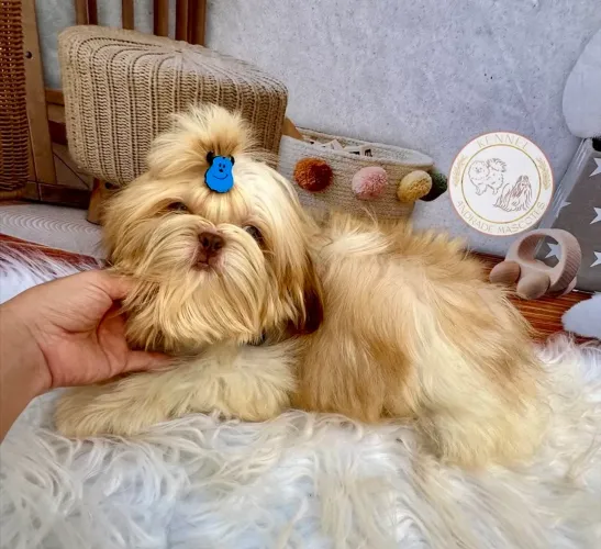 Filhote de Shih tzu com pedigree