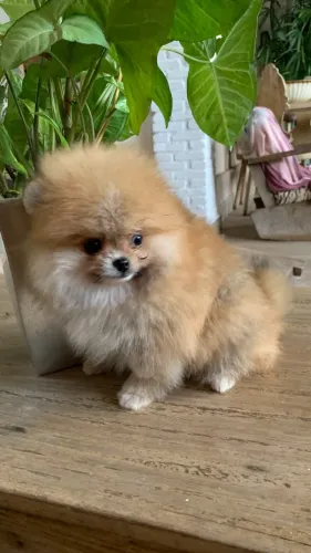 Lulu dá pomerânia macho 