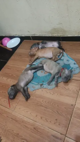 Filhote de Pit Bull monster 