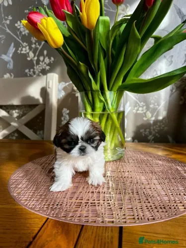 Cãozinho shih tzu/shitzu linhagem selecionada saudável dócil e dócil