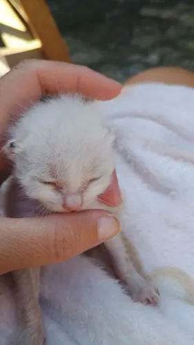 Gatos siamês 