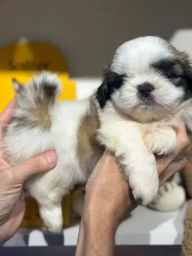 Shih tzu Simplesmente apaixonante