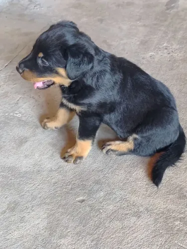 Rottweiler .