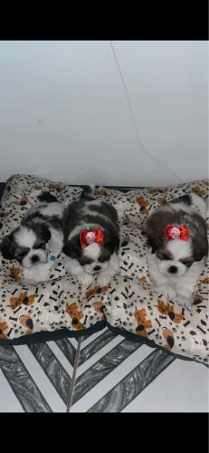 Filhotes de shih tzu fêmeas e macho 