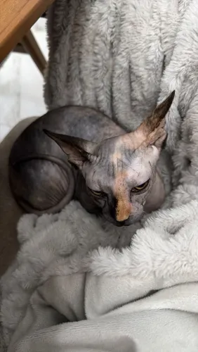 Gata sphynx com 3 meses