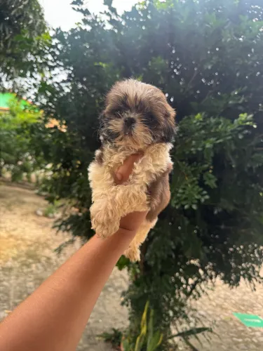 Shih tzu 