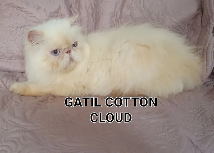 Gata persa ( Himalaia)