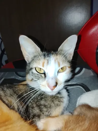 Doa-se gata