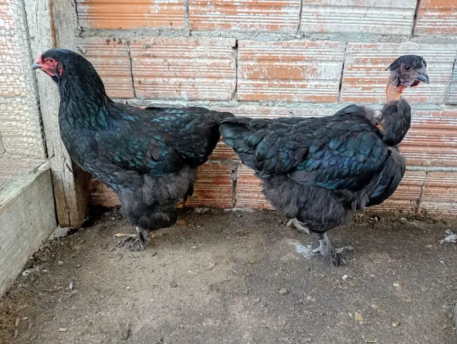 Vendo duas frangas