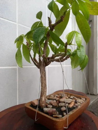 Bonsai 15 anos "Munguba (Pachira aquatica)