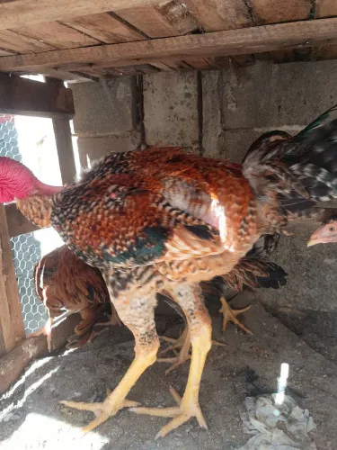 Galo polaco carijó TOP DE LINHA 3KILOS