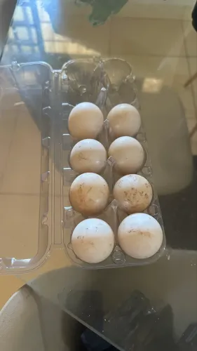 Ovos galados de pato