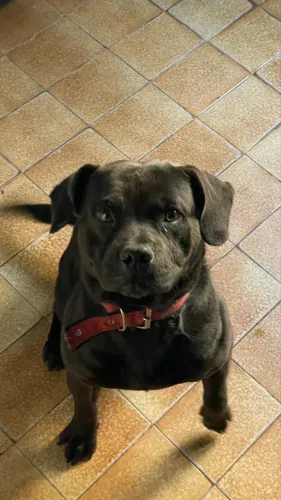 Doação responsável - Cachorro Pit Bull - Calmo