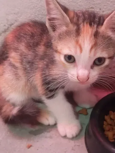 Gata filhote para doação
