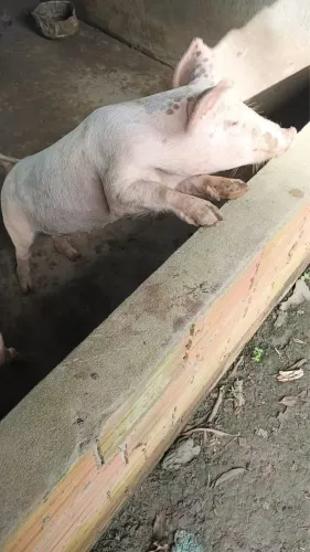 Vendo porcos