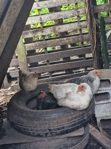 Vendo frangos caipira