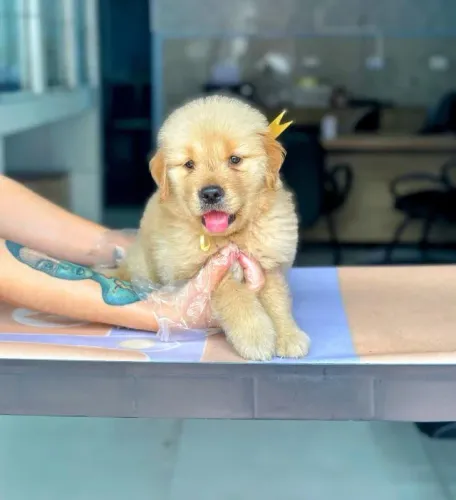 Golden Retriever Macho | Companheiro Perfeito para Sua Família
