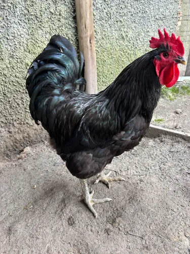 Galo Gigante Negro de Jersey