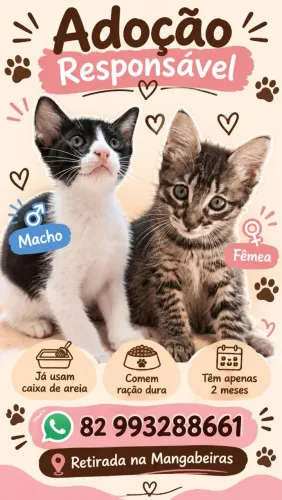 Gatos. Adoção Gatos.