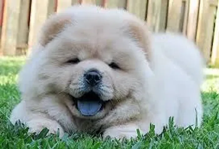 Chow Chow "Meu jeito é único."
