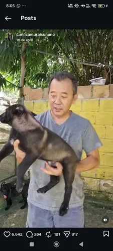 Pastor belga malinois com pedigree 