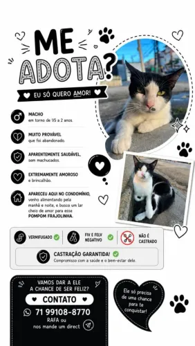 Gato para doacao