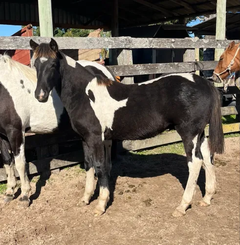Cavalo Potro Crioulo