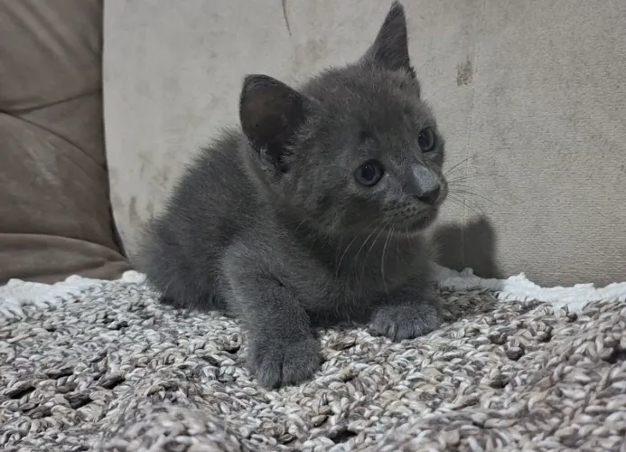 Gatinhos raça Korat