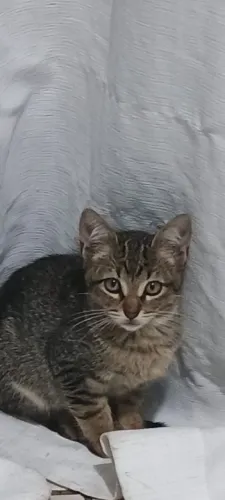 Gato doação 