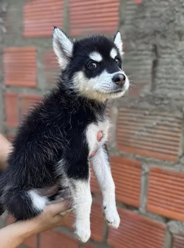 Lindo Husky a venda!