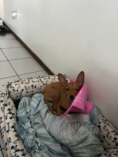 Pisncher para adoção 