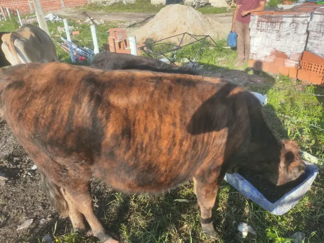 Vaca
