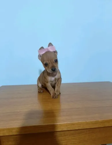 Pinscher fêmea 