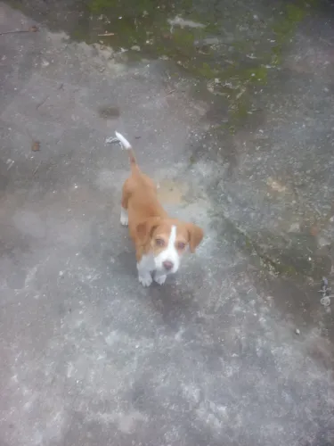 Cachorro Beagle filhote 
