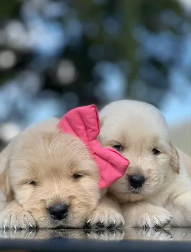 Filhote de Golden