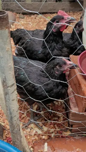 Gigante Negro de Jersey disponíveis