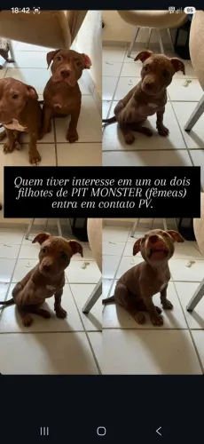 Venda de cachorro 