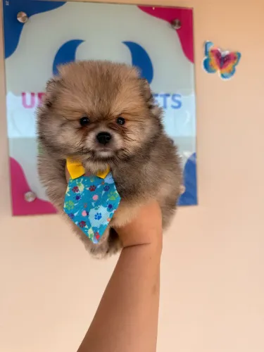 Spitz Alemão Laranja com Pedigree cbkc e Vacinado