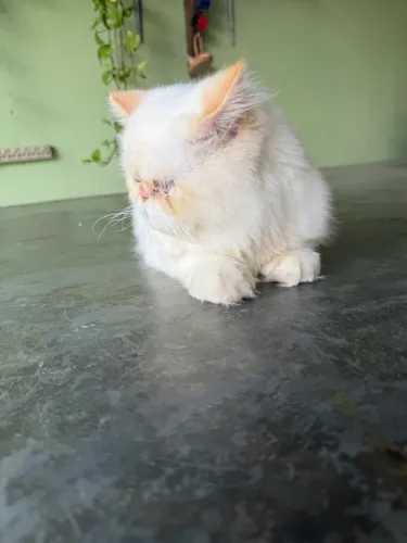 Gato persa 