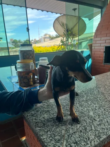 Fêmea pinscher