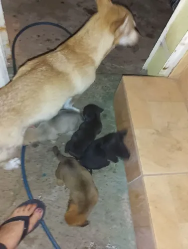 Doa filhotes de cachorro