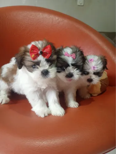 Vende se raça shih tzu